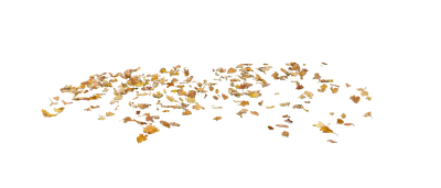 single leaves — download